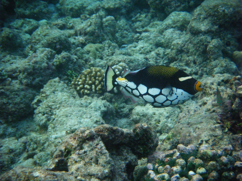 Maldives-19OCT2010 026 Maldives-19OCT2010 026